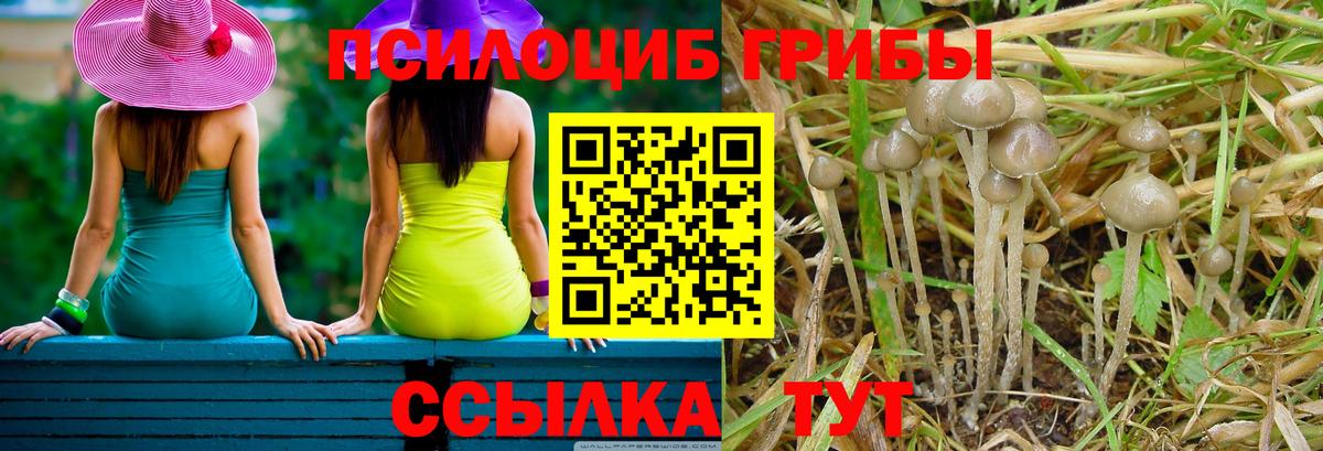 Красногорск  дарнет шоп  Вход с VPN  Псилоцибиновые грибы MAGIC MUSHROOMS 